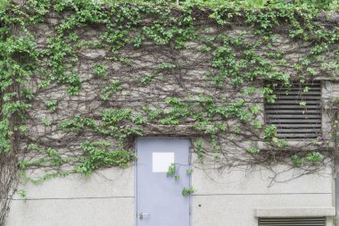 Duvar ve asma ve eski kapılar