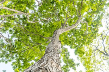 Büyük ağacın altında ve dallarla büyüt.