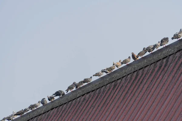 Pigeons stand together on the red roof — Stock Photo, Image