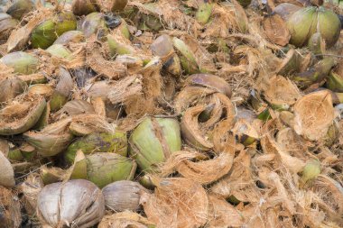 Yeşil Hindistan cevizi kabuğu birçok adet çiğ
