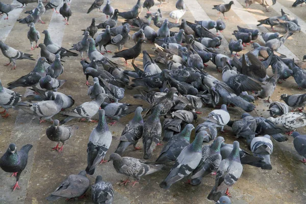 Pigeons eat a lot of food on the floor. — Stock Photo, Image