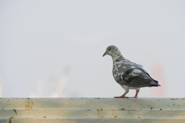 One pigeon stands on white and dirty wall. — Stock Photo, Image