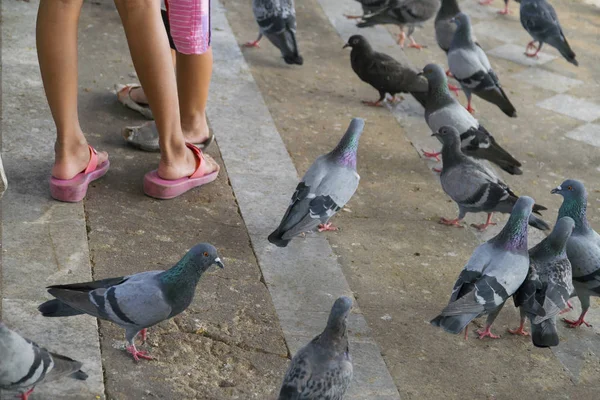 Pigeons marchant sur le sol et les jambes de bébé . — Photo