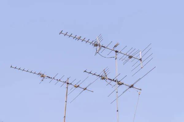Птицы на антенне с голубым небом — стоковое фото