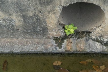 Eski duvar çimento üzerinde büyüyen ağaç.