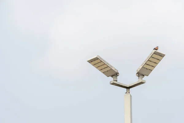 Vogel op de lamp op de blauwe hemelachtergrond — Stockfoto