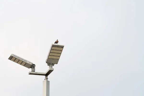 Fågel Lampan Blå Himmel Bakgrund — Stockfoto