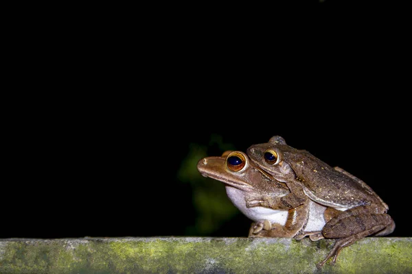 Sapo Verde Fêmea Com Macho Reprodução Close — Fotografia de Stock