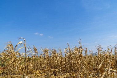 Mısır alan mavi gökyüzü arka plan üzerinde kuru kuru