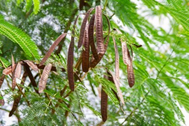 Yeşil ağaçta kahverengi löka