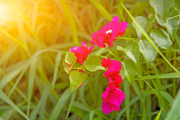 Roze Bloemen Groene Bladeren Achtergrond Natuurlijk — Stockfoto