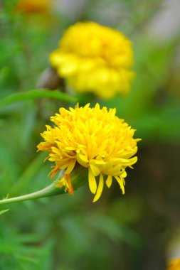 Sarı çiçekler açar 