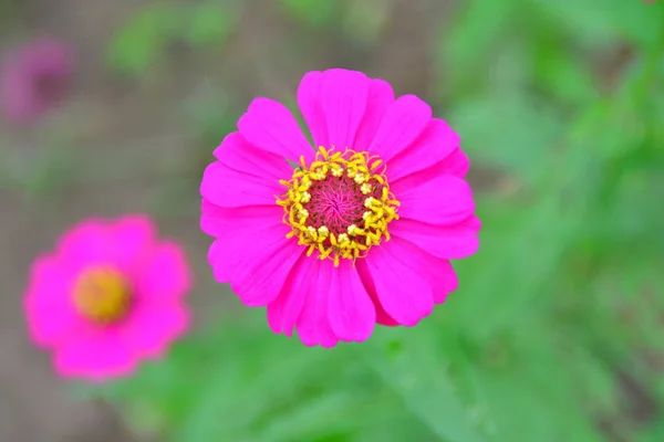 Beautiful Single pink Zinnia Flower — Stock Photo, Image