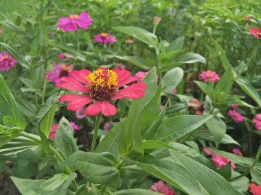 Çiçeğe bakın özellikle gibi görünüyor