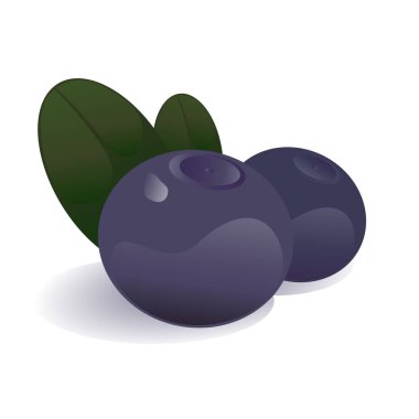 Yaban mersini izole vektör çizim