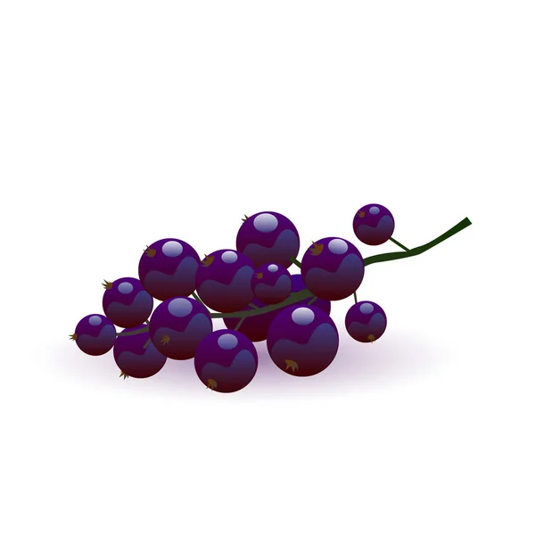 Ripe blackcurrant vector illustration — Stock Vector