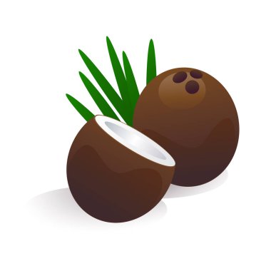 Tropikal coconat vektör çizim