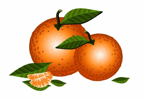 Mandarin, levelek és a szelet — Stock Vector