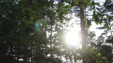 Ağaç gölgelerindeki dallardaki yemyeşil yaprakların arasından parlayan güneş ışınları. Yeşil yaprakların arasında parlayan ılık bahar güneşi. Güneş ışınları taze yaprakların arasından süzülüyor. Güneş ağaçların arasından doğuyor.