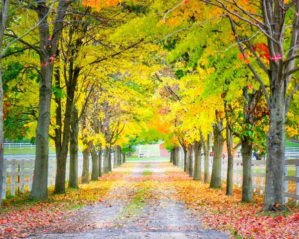 Horse Farm in the Fall 4 — Stock Photo, Image