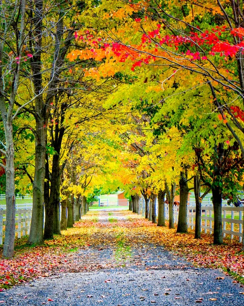 Granja de caballos en el otoño 1 —  Fotos de Stock