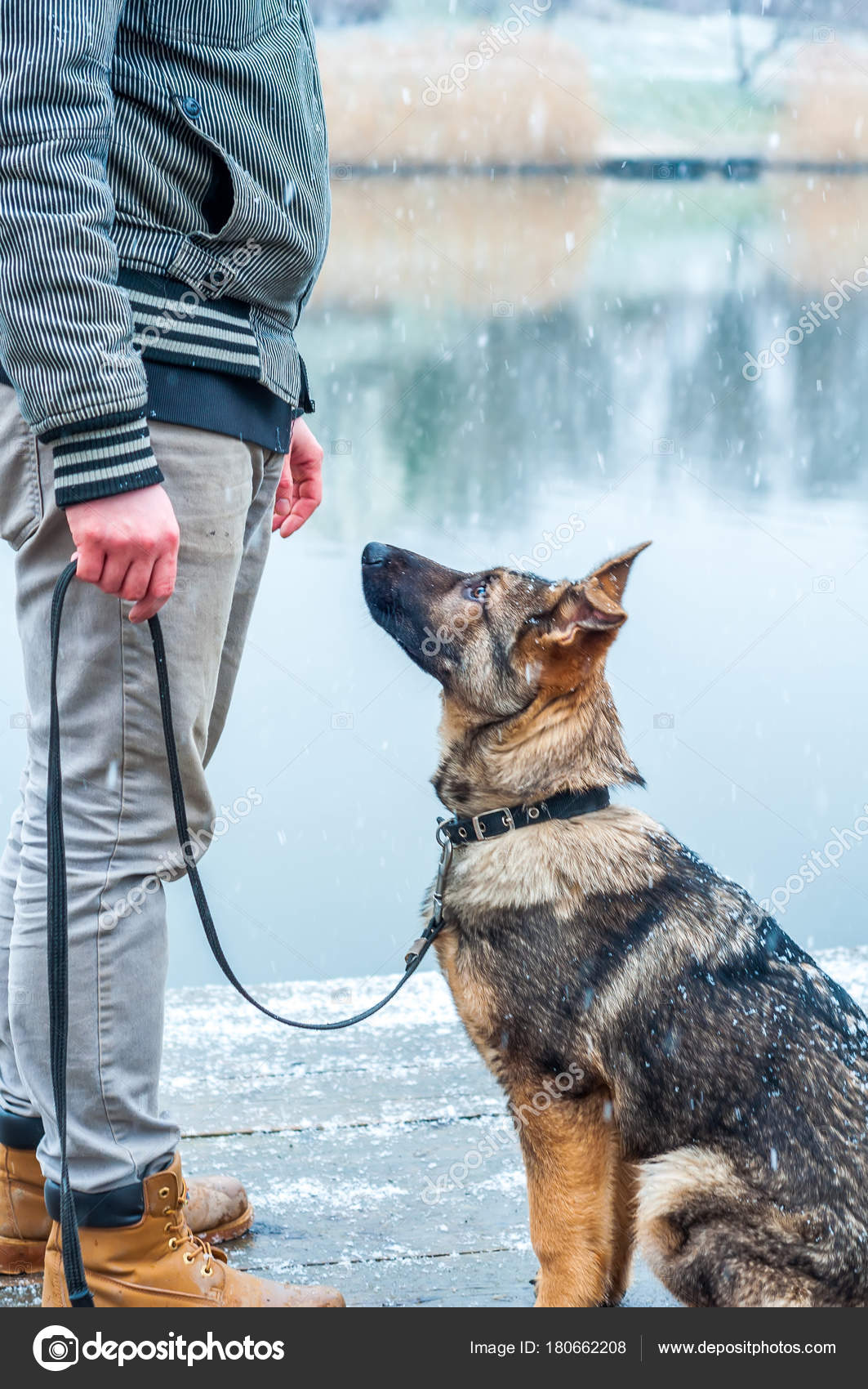 German shepherd puppy with owner — Stock Photo © r3dsnake #180662208