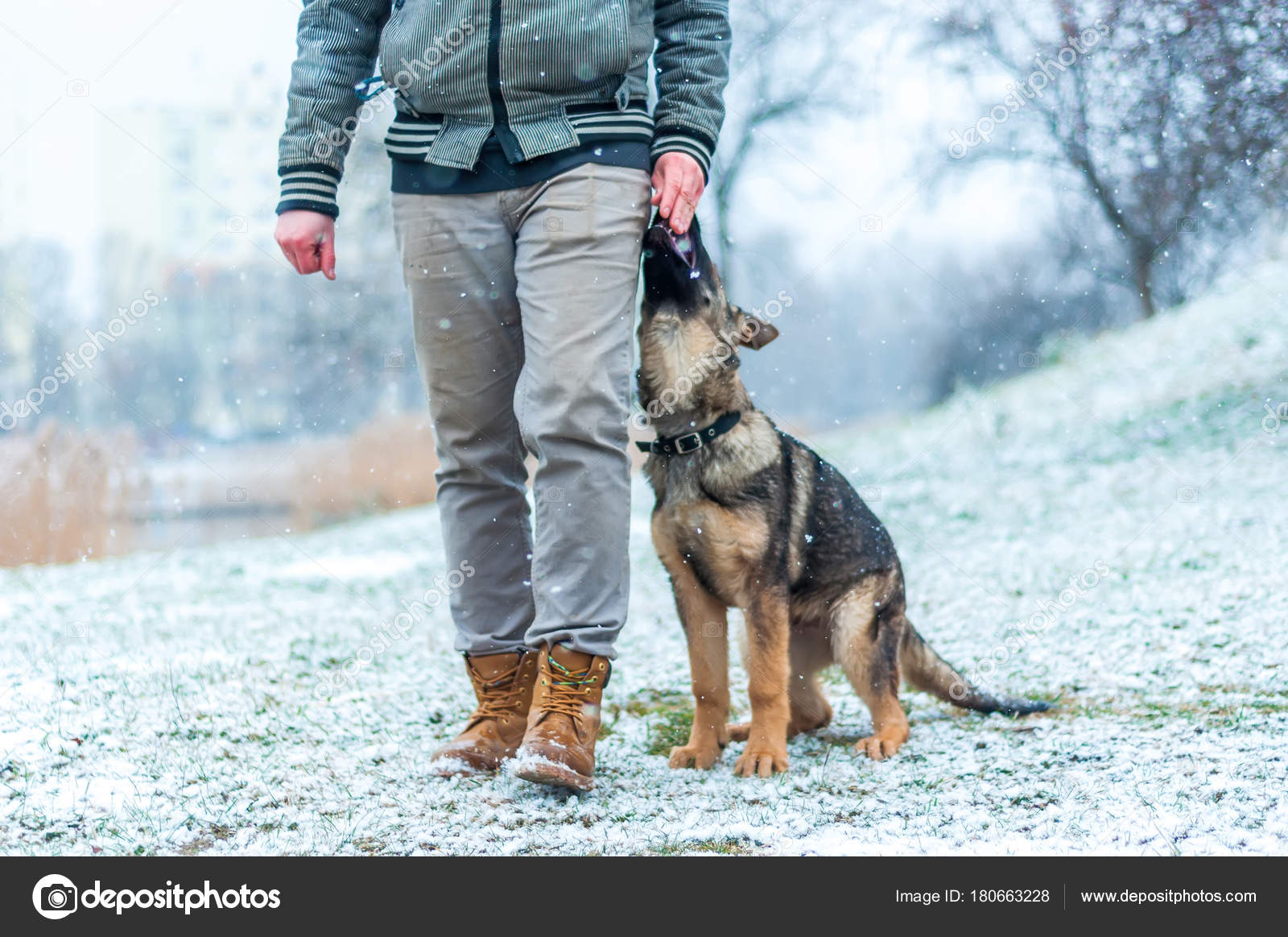 german shepherd puppy training