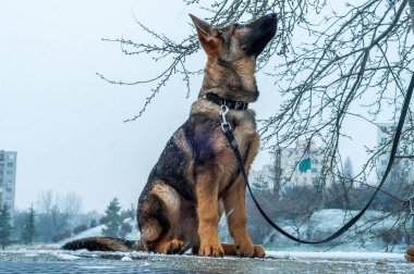 Alman çoban köpek tasmalı