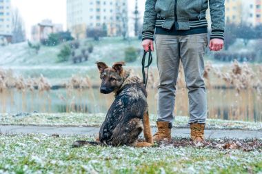 Alman çoban köpek sahibi ile