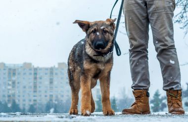 Alman çoban köpek sahibi ile