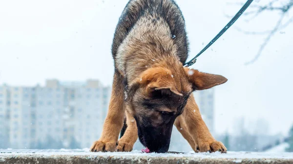 Chiot berger allemand en laisse — Photo