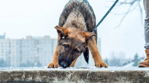 ひもにジャーマン シェパードの子犬 — ストック写真