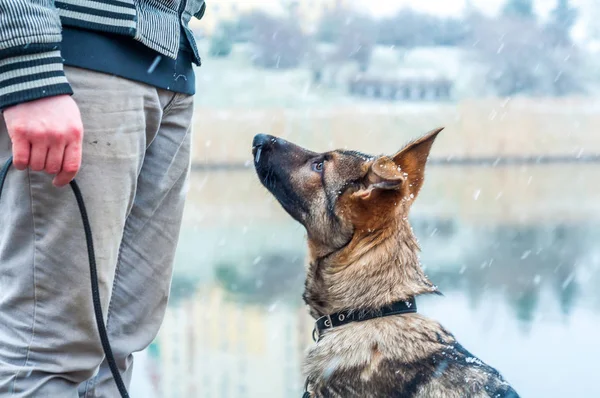 Schäferhund Welpe mit Besitzer — Stockfoto