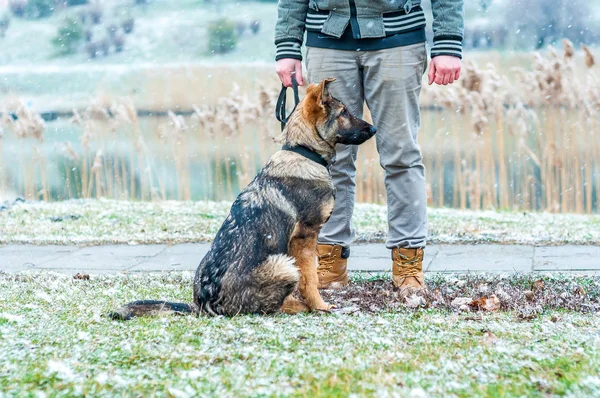 Немецкий овчарка щенок с владельцем — стоковое фото