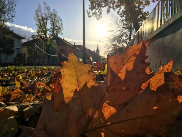 Sokakta sonbahar yaprakları — Stok fotoğraf