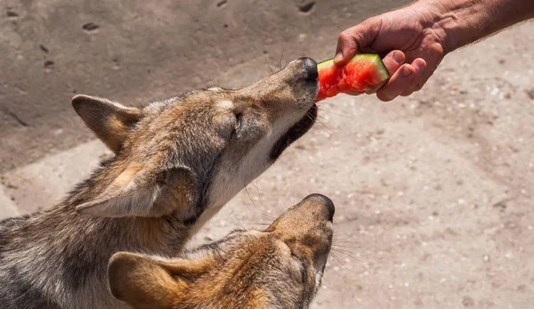 Wolf puppy eating