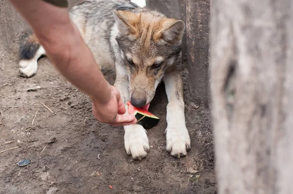 Wolf puppy eating