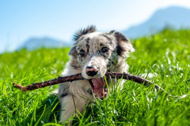 Bir çoban köpeğinin sopayla oynayışını izle