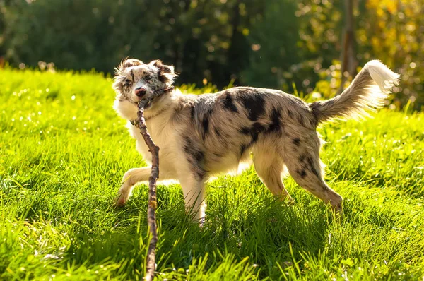 Visa på en gräns collie valp leka med en pinne — Stockfoto