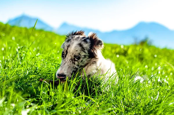 Blick auf einen Border Collie Welpen, der mit einem Stock spielt — Stockfoto