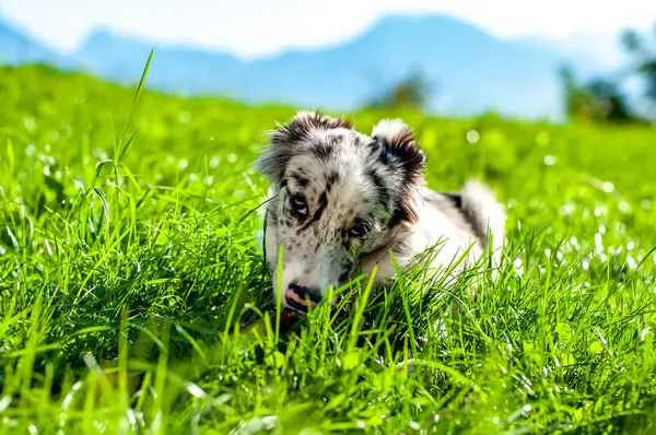 Blick auf einen Border Collie Welpen, der mit einem Stock spielt — Stockfoto