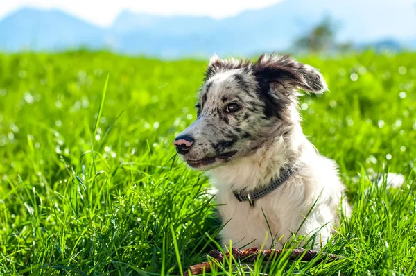 Kilátás egy határ collie kiskutya játszik egy bottal — Stock Fotó