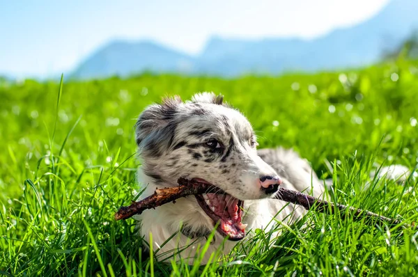 Vista em um filhote de cachorro border collie brincando com um pau — Fotografia de Stock