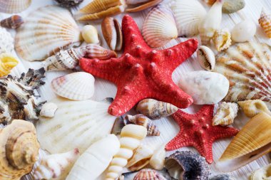 Deniz kabukları koleksiyonu Beyaz ahşap zemin üzerinde.