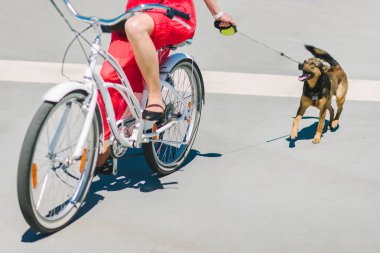 Bir kız, bir bisiklet üzerinde bir köpek yürüyor. Bir köpek ve bir bisiklet ile şehir etrafında yürüyüş