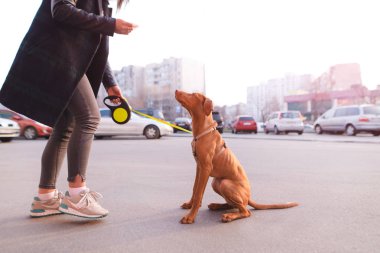 Şehrin sokaklarında köpekli bir kadın oynuyor. Köpek kaldırımda oturur ve sahibi görünüyor. Magyar Vizsla doğurmak