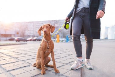 Şehir ve gün batımının arka planda sokakta oturan bir leash üzerinde bir köpek. Şehir içinde a köpek ile yürüme. Arazi a evde beslenen hayvan yürüyor. Magyar Vizsla doğurmak.
