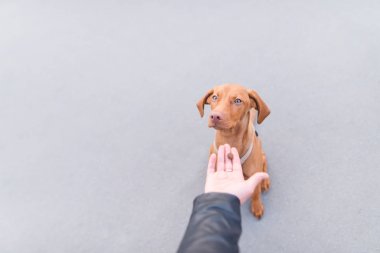 The human hand gives food to the dog on the background of asphalt. Help the dog clipart