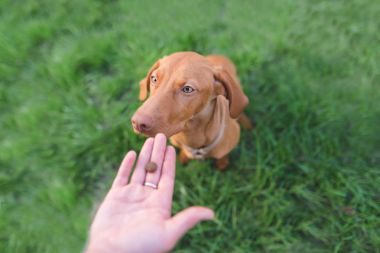 Hand with food and a beautiful brown dog on the background of green grass. Help animals. clipart