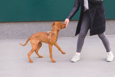 A köpek ile sokakta yürürken. Kızın bacakları ve kahverengi oynak köpek. Evcil hayvan kavramı. Magyar Vizsla doğurmak